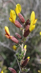 Chamaecytisus spinescens
