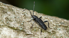 Ropalopus macropus