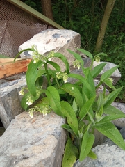 Symphytum officinale