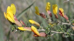 Chamaecytisus spinescens