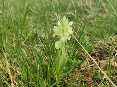 Dactylorhiza sambucina
