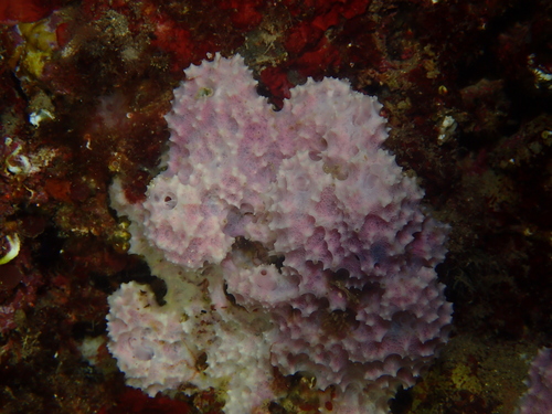 pink sponge