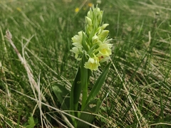 Dactylorhiza sambucina