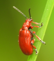 Lilioceris merdigera