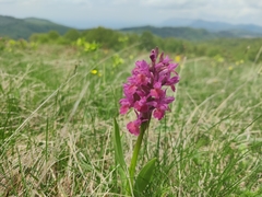 Dactylorhiza sambucina