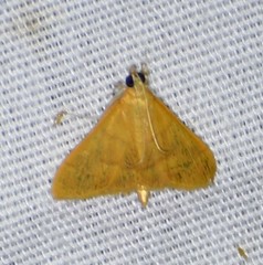 Helvibotys helvialis