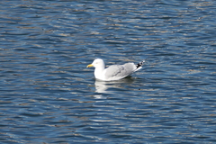 Larus argentatus