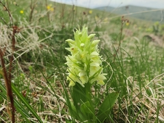 Dactylorhiza sambucina