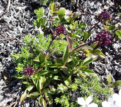 Penstemon procerus tolmiei