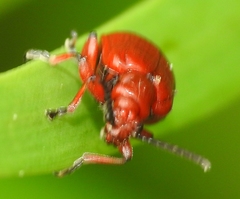 Lilioceris merdigera