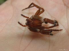 Ctenidae