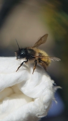 Osmia bicornis
