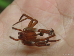 Ctenidae
