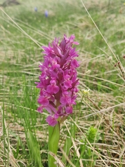 Dactylorhiza sambucina