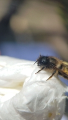 Osmia bicornis