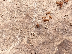 Solenopsis aurea