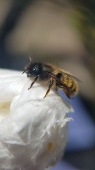 Osmia bicornis