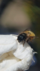 Osmia bicornis