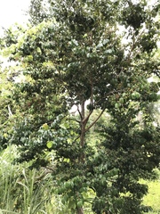 Eugenia pseudopsidium