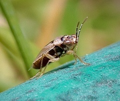 Geocoris pallens