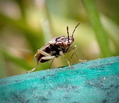Geocoris pallens