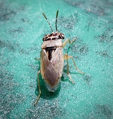 Geocoris pallens