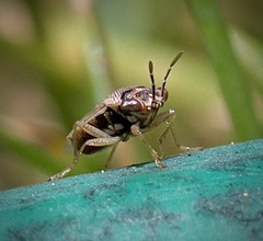 Geocoris pallens