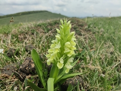 Dactylorhiza sambucina