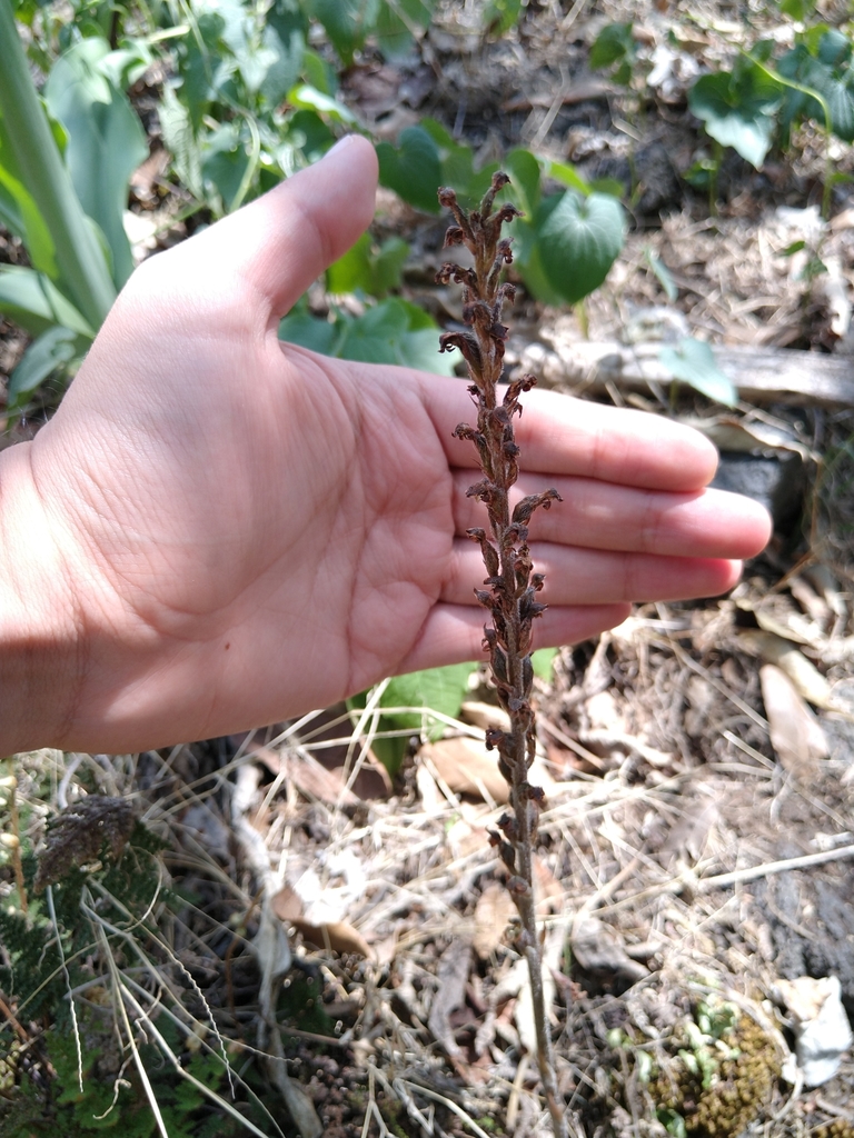 Sarcoglottis schaffneri