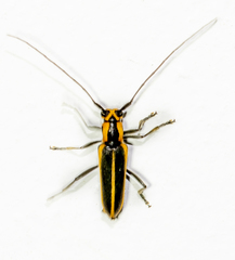 Saperda lateralis