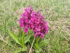Dactylorhiza sambucina