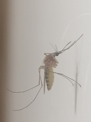 Culex pipiens pipiens