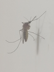 Culex pipiens pipiens