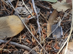Myrmecocystus melliger