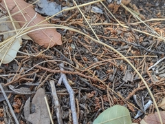 Myrmecocystus melliger