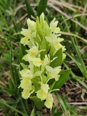 Dactylorhiza sambucina