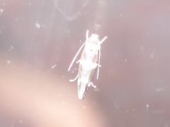 Mompha subbistrigella