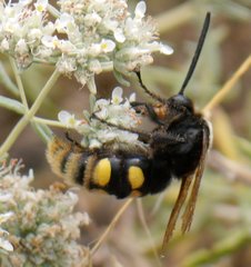 Megascolia maculata maculata
