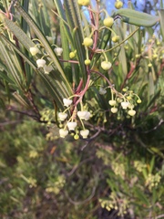 Ornithostaphylos oppositifolia