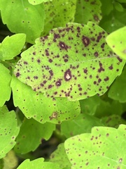 Mycosphaerella impatientis