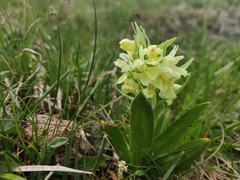 Dactylorhiza sambucina