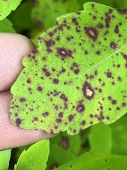 Mycosphaerella impatientis