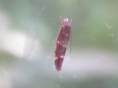 Mompha subbistrigella