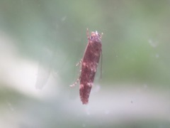 Mompha subbistrigella