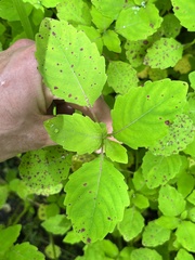 Mycosphaerella impatientis