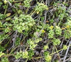 Lipochaeta integrifolia