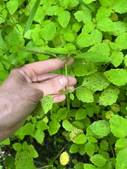 Mycosphaerella impatientis