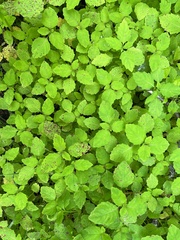 Mycosphaerella impatientis