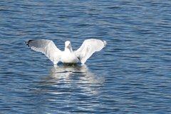 Larus argentatus