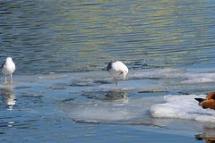 Larus argentatus